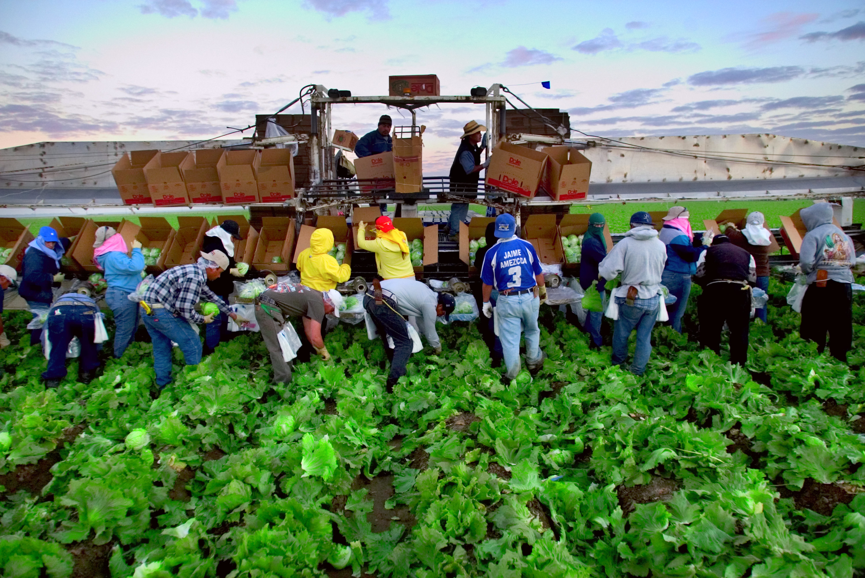 Huron lettuce harvest