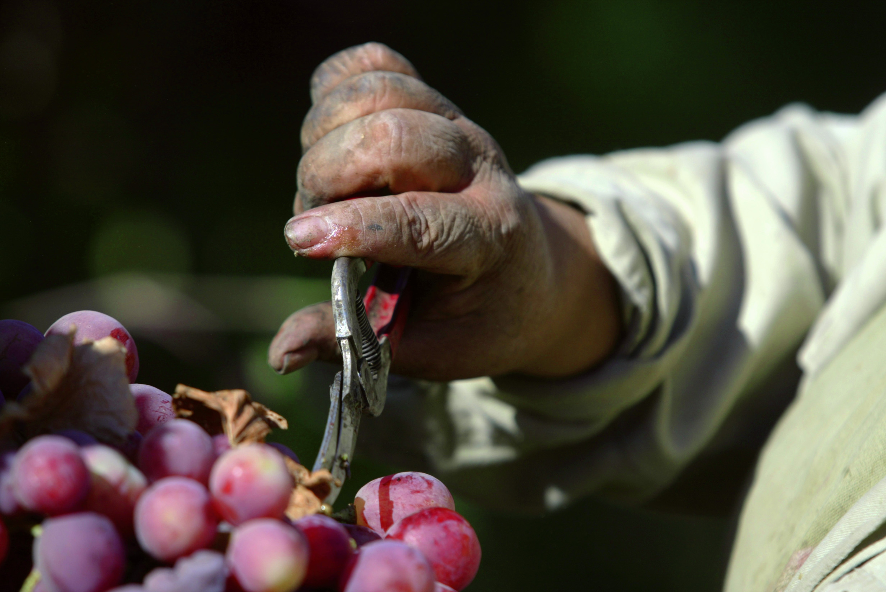 A woman cutton grapes near Visalia, California. 2007