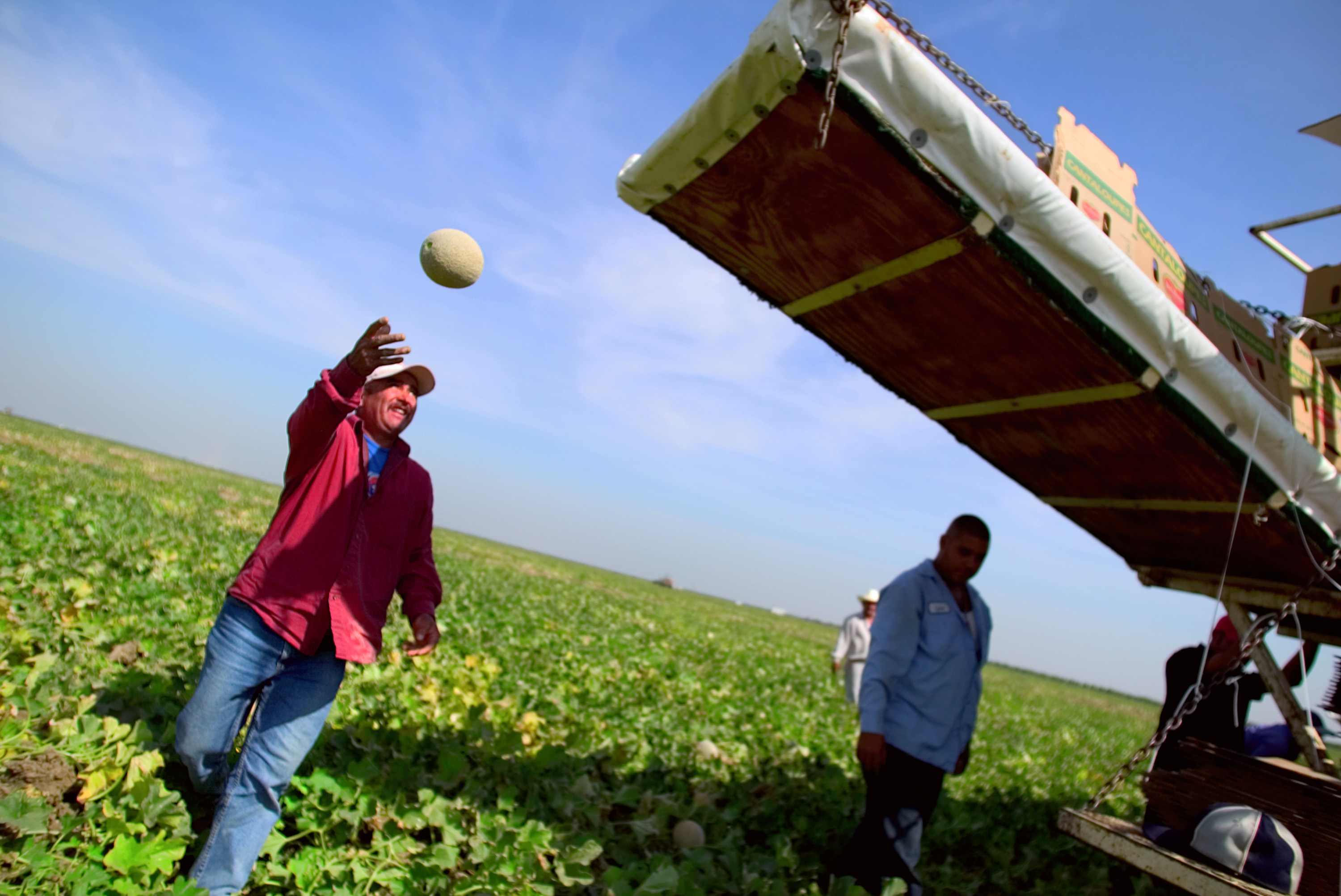 A man throws cantaloupes into a hopper near Firebaugh, California. 2007