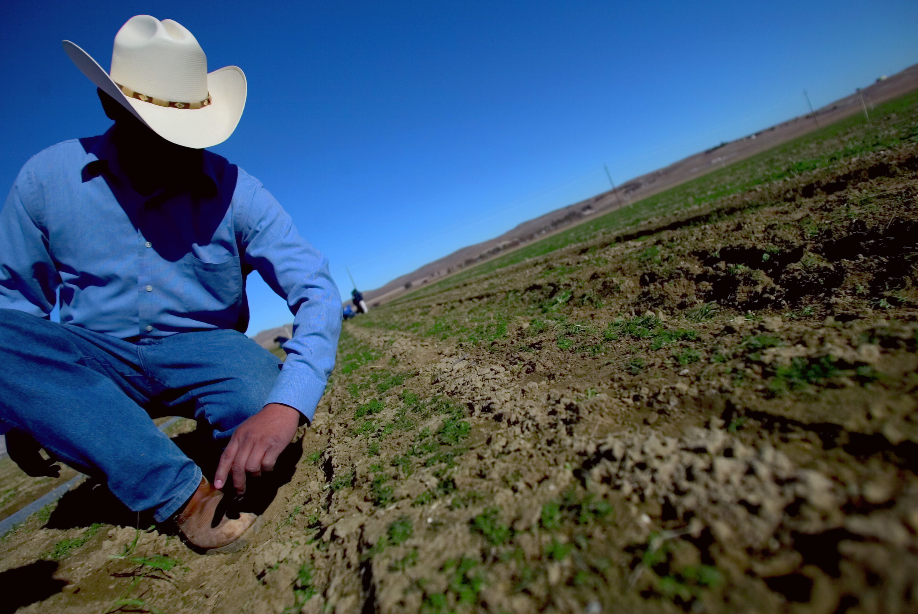 A foreman shows how morning frost affects organic carrots in a field near Coalinga, California. 2007